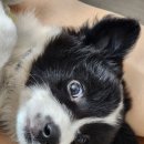 대전24시 센트럴동물병원 이미지