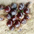 마로니에 이미지