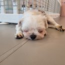 다시사랑받개 이미지