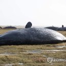 향유고래