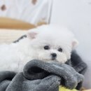 하이바이분양소 강아지고양이 대전점 | 사기? NO! 하이바이분양소는 진심입니다