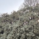 카이스트 정문 | [공지] 대전 봄꽃 벚꽃 명소 1탄 카이스트 오리연못 목련마당 &amp; 자운대 통합2정문 목련길