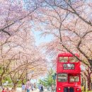 타이어프로 남동점 | 2026 벚꽃 드라이브 명소, 의정부 타이어클럽에서 소개해드립니다! 벚꽃개화 시기 벚꽃 축제 일정