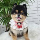 봄날의 댕댕이 이미지