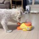 미사마이펫 | [하남 미사] 미사역 애견용품 마이펫피 미사역점 :: 내돈내산 구입 후기