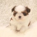 스타일독 이미지