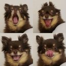 아롱애견미용실 | 배달의민족에서 배달가능한 강아지간식 안산 펫마트 후기
