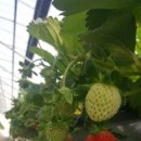 신창농장 이미지