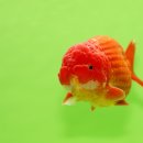 홍백농장 이미지