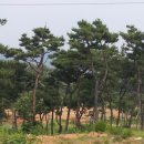 거북조경 이미지