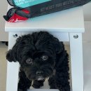 이웃집 멍 이미지