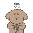 꼬망이펫샵 이미지