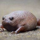 개구리 이미지