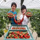 싱싱딸기 이미지