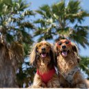 어서오시개 이미지