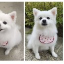 도도멍냥