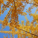 보석사   은행나무 이미지