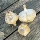 (완료)아이리스씨앗, 알리움앰버서더 보냅니다.--- 캐츠랑 이미지