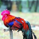 토종축산 이미지