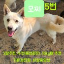 [함안보호소 유기견] &#34;모찌&#34; 임보처까지데려다주실 이동봉사자님 찾아요(인천 영종도- 서울 마포) 이미지