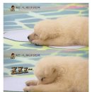 개스트