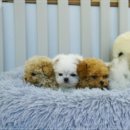 퍼피하우스 인천송도점 이미지