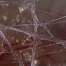 MELT(멜트) 이미지