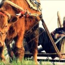 워낭소리 이미지