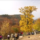 용문산은행나무식당 네이버블로그