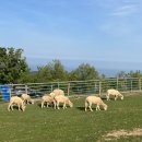 양은목장 이미지