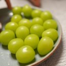 향기포도농원 | 외갓집농원 고당도 샤인머스캣 4KG 과일선물 추천 | 쌍둥이 아이들 간식 정착 후기 (feat. 어르신 반응)