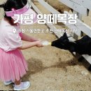 평새말목장2 | 가평 가볼만한곳 양떼목장 카페 '아이와 방문 후기'