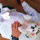 혜민동물병원 이미지