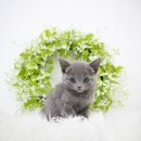 해맑은2농장 이미지