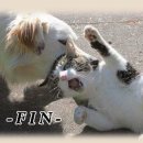 개와고양이 - 사상구 새벽시장로56번가길 4 | 개와고양이