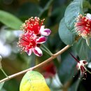 조아조아 이미지