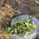 선미농장 이미지