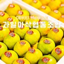제주 기념품 가게 과일아삭협동조합 제주도 공항근처 선물가게 추천