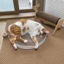 롤리팝 서클 | 고양이 원형 스크래쳐를 정리해보자!