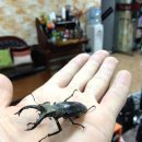 금물산하늘소캠프 이미지