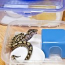 mojave woma 이미지