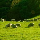 해도 목장 이미지