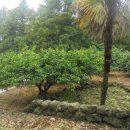 강정동-1 이미지