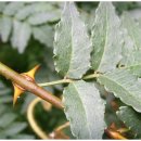 나무와나무 이미지