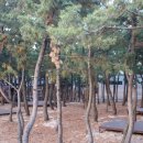 영덕고래불국민야영장 이미지