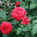 장미무도장 이미지