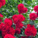 장미로 61 이미지