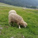 명수목장 이미지