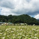 봉평메밀꽃막국수 이미지