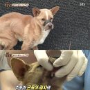 누렁이농장 이미지